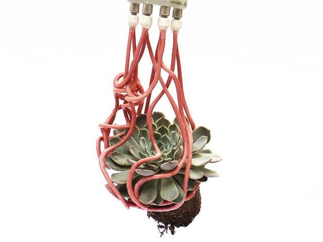 <p>The gripper’s filaments wrapping around a succulent</p>