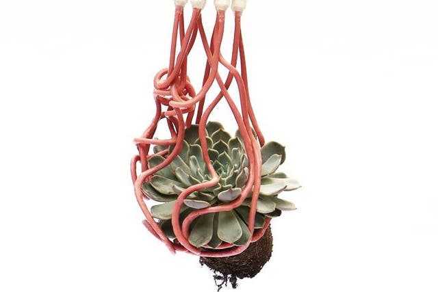 <p>The gripper’s filaments wrapping around a succulent</p>