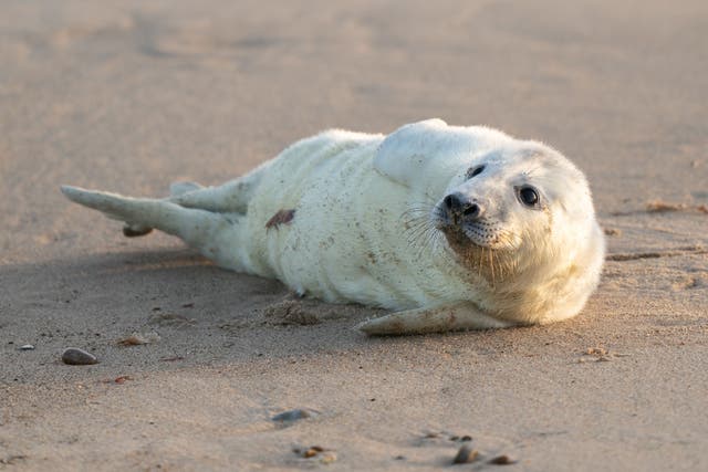A newborn grey seal pup on the beach at Horsey in Norfolk, as the pupping season begins at one the UK’s most important sites for the mammals (Joe Giddens/ PA)