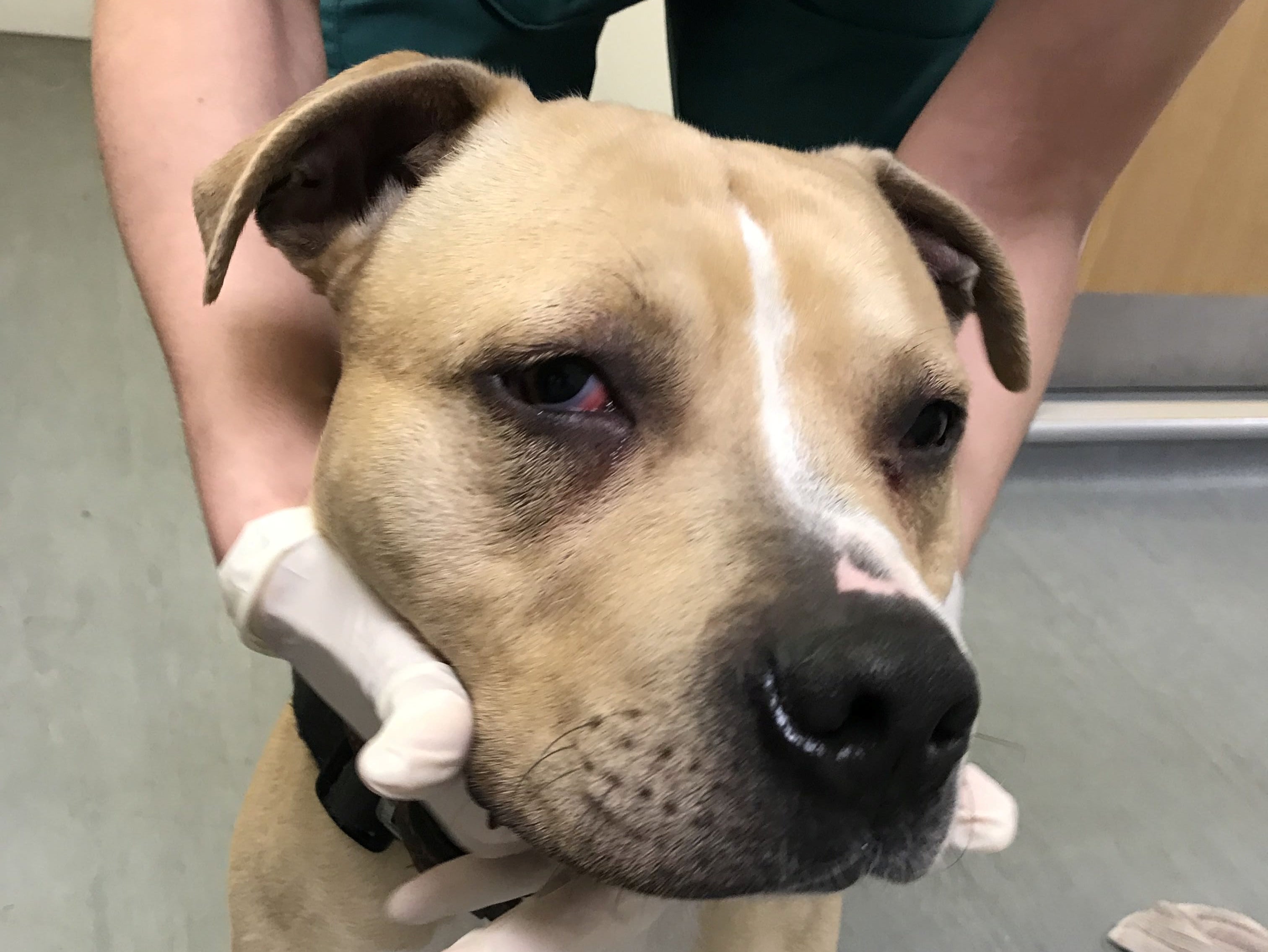 Injuries inflicted on Bobby the dog