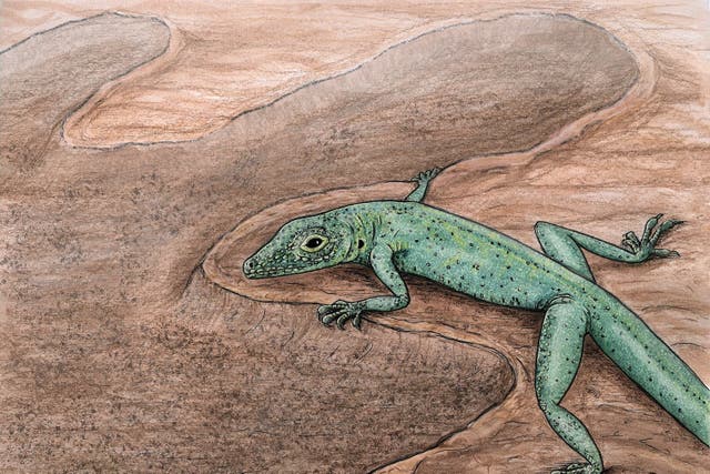 Artistic reconstruction of the fossil squamate, Bellairsia gracilis (PA)