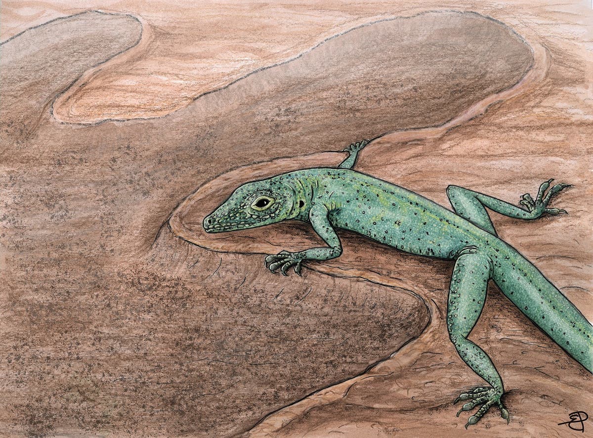 166-million-year-old skeleton found in Scotland sheds light on evolution of lizards