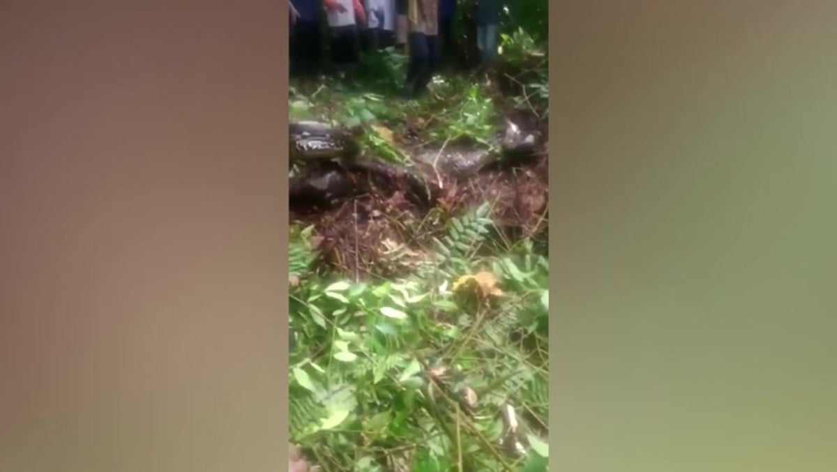 Missing grandmother discovered in belly of 22-foot long python