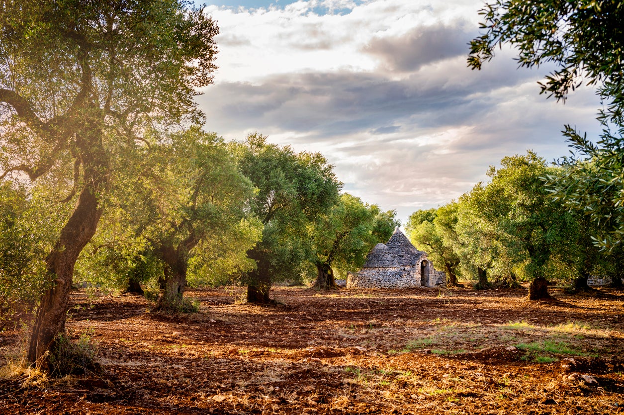 Cycles weave past sleepy olive groves and conical trulli houses