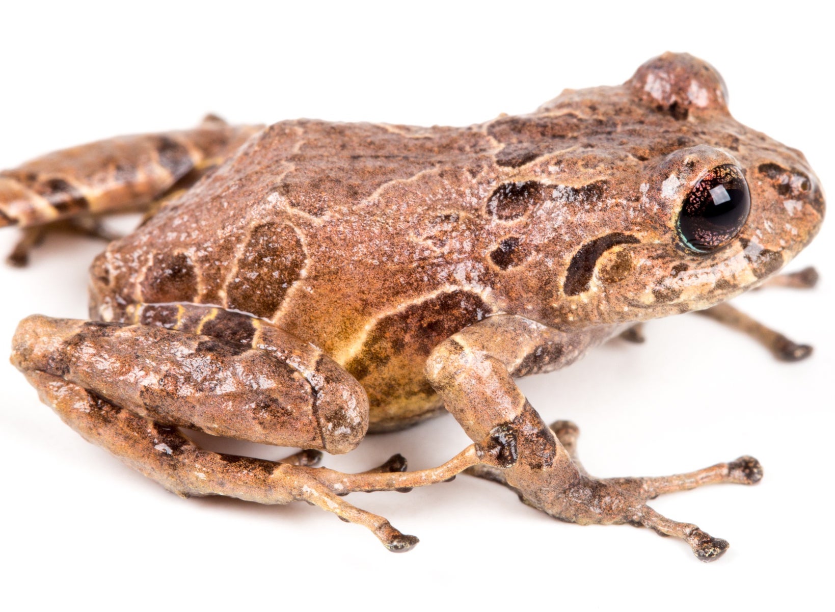 One of the six newly discovered species of rain frog in Ecuador – called ‘Pristimantis resistance’