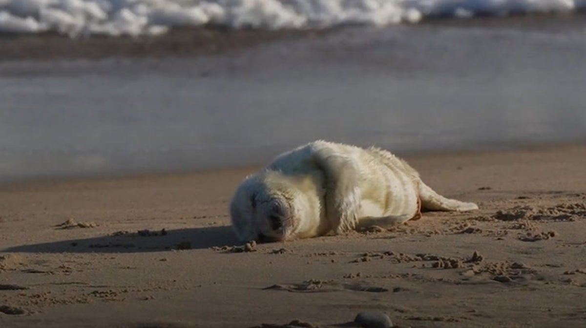 Season’s first grey seal pup born on Norfolk beach