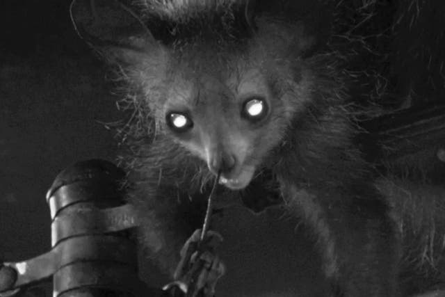 Researchers have recorded the aye-aye picking its nose and licking the finger clean (Anne-Claire Fabre)