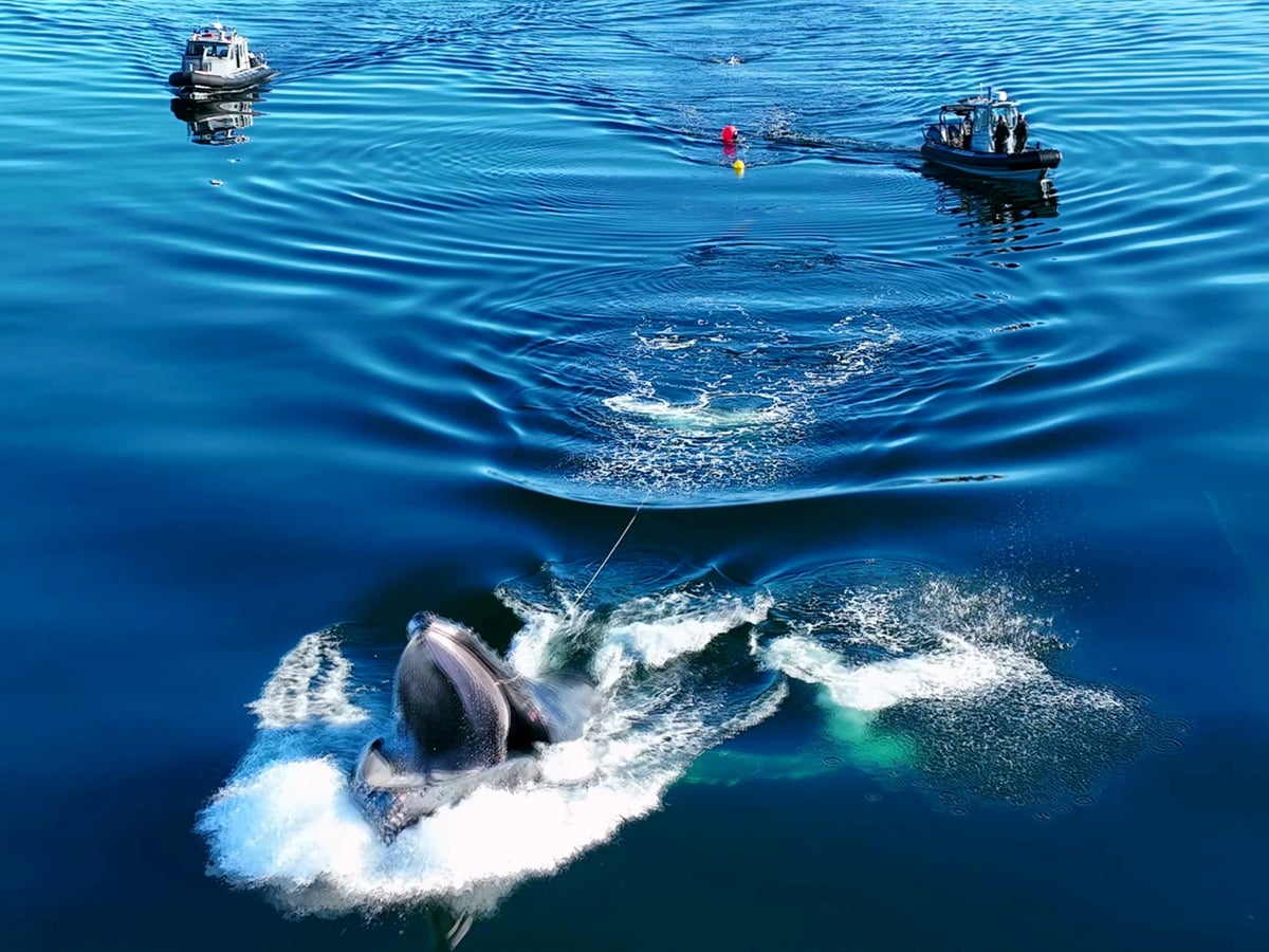 Kambur balina oltaya dolanmış halde bulundu