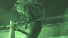 Madagascan lemur picks nose using specialised fingers in never-before-seen footage