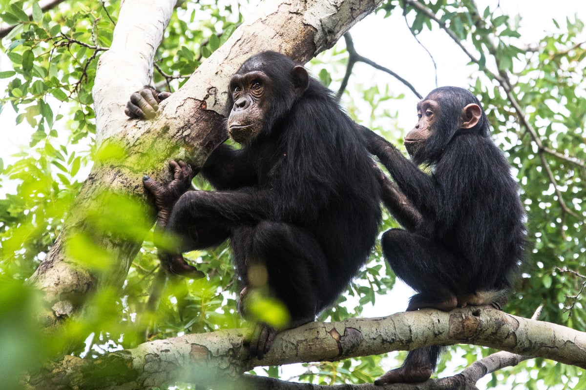 Chimpanzees accessorise and follow fashion trends just like humans, scientists find