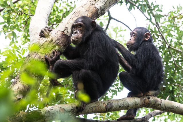 <p>File photo of chimpanzees</p>