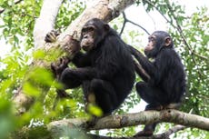 Chimpanzees accessorise and follow fashion trends just like humans, scientists find