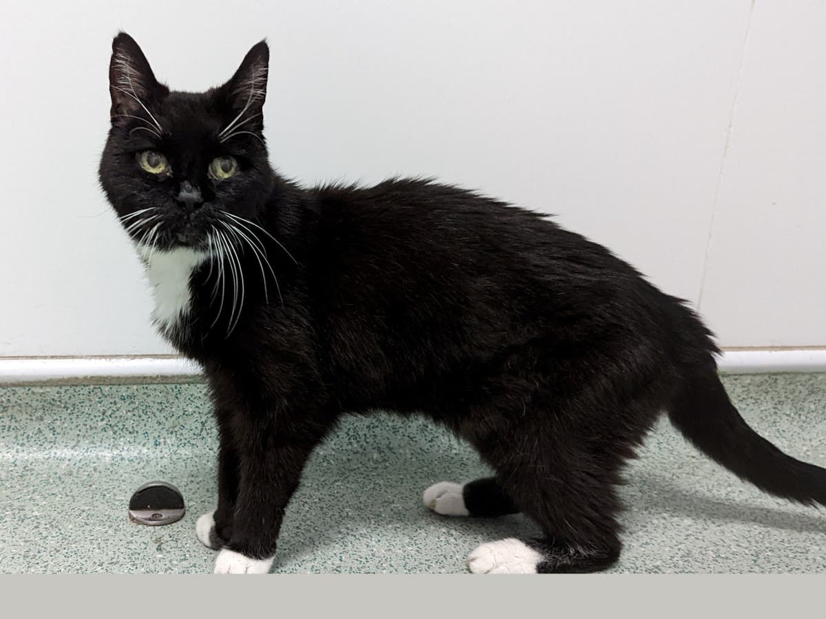 Hunt for &lsquo;callous&rsquo; van driver who dumped elderly cat in street