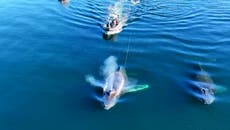 Moment humpback whale entangled in ropes is freed by rescuers off Canada coast