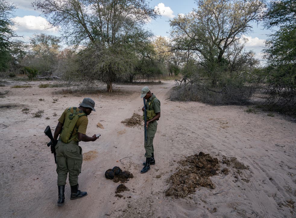 <p>An anti-poaching unit spots fresh white rhino droppings and tracks moving away from them</p>