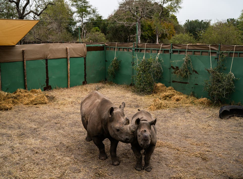 <p>Pauline and her calf, Cecil, endangered black rhinos, are about to be set free to roam a fenced area</p>
