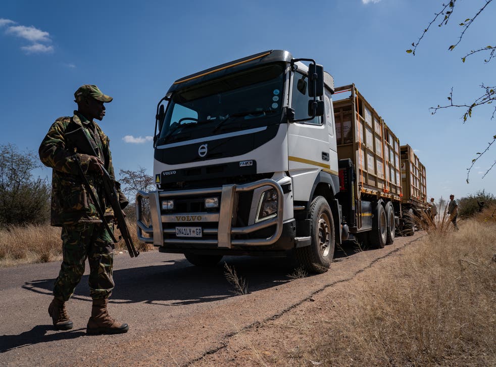 <p>A member of the anti-poaching security unit protects a truck carrying five endangered black rhinos and one white rhino</p>