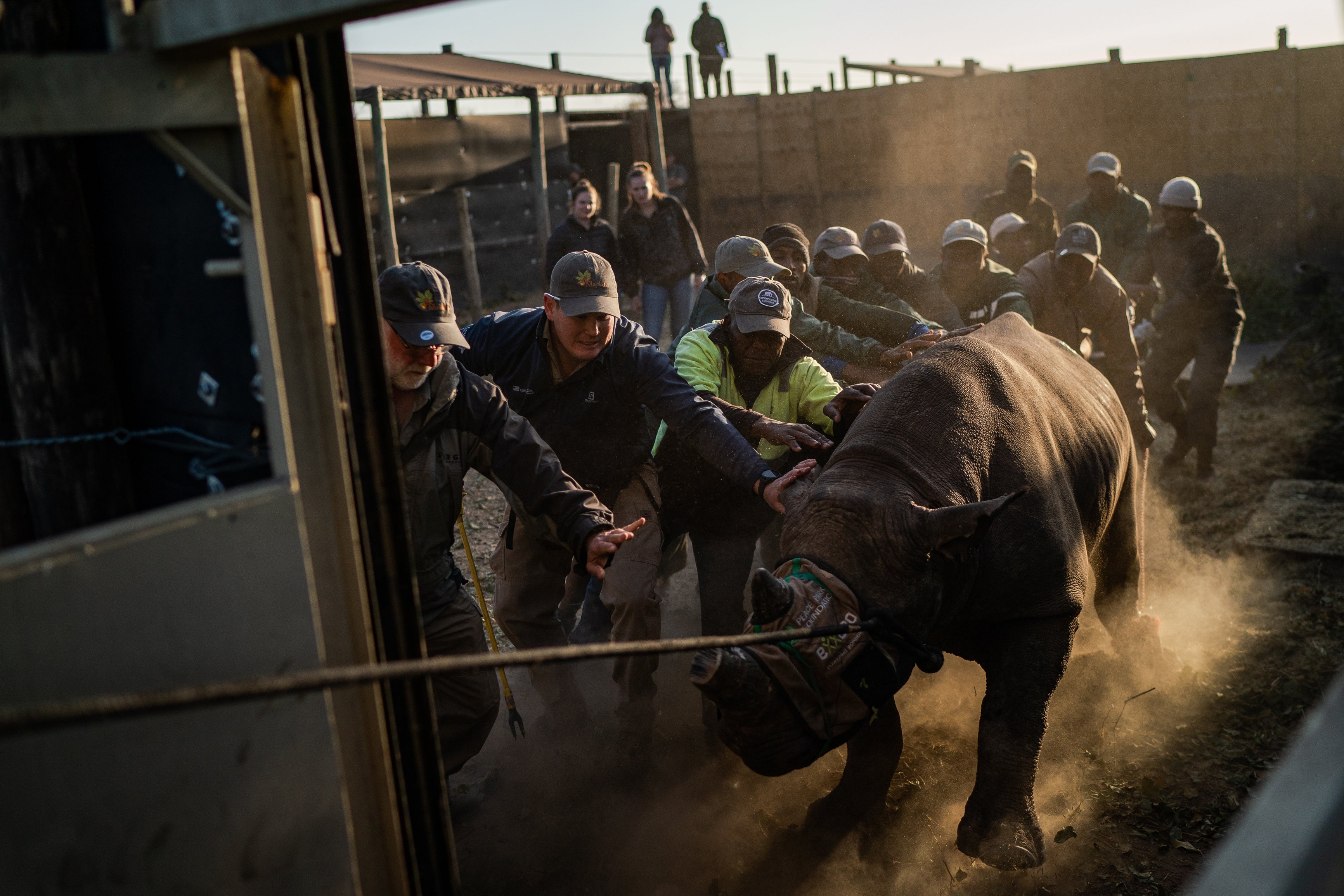 A team of conservationists and park rangers guide one of the endangered black rhinos into a boma after it was sedated