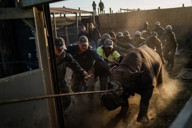 <p>A team of conservationists and park rangers guide one of the endangered black rhinos into a boma after it was sedated</p>