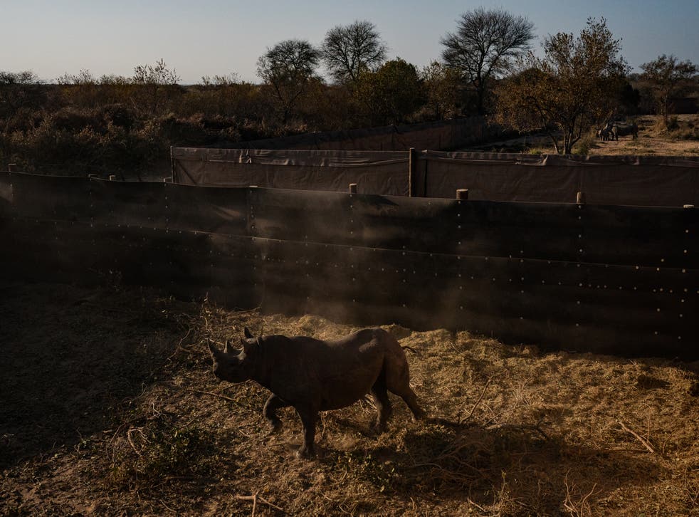 <p>An endangered black rhino runs in its boma after it was sedated before being loaded into a transport crate</p>