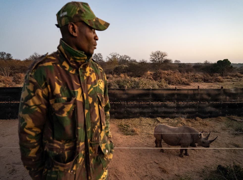 <p>A member of the anti-poaching security unit watches Paulina in her boma</p>