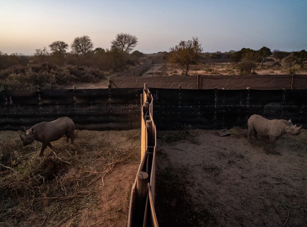 <p>Endangered black rhinos walk through their bomas at the Manketti reserve in Lephalale</p>