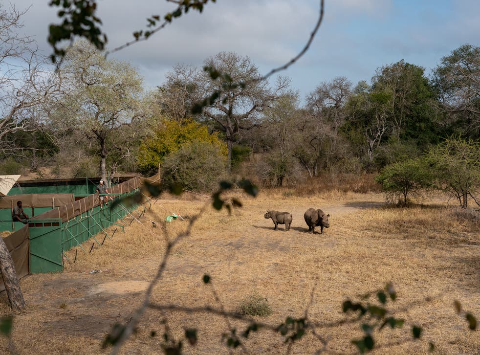 <p>Pauline and Cecil are set free to roam</p>