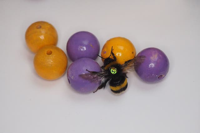 Bumble bees rolled balls for play in an experiment (Richard Rickitt/Queen Mary University of London/PA)