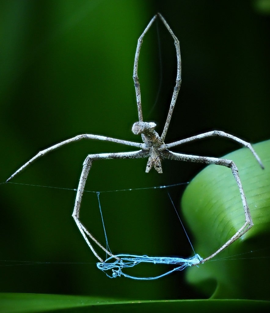 Net-casting spider