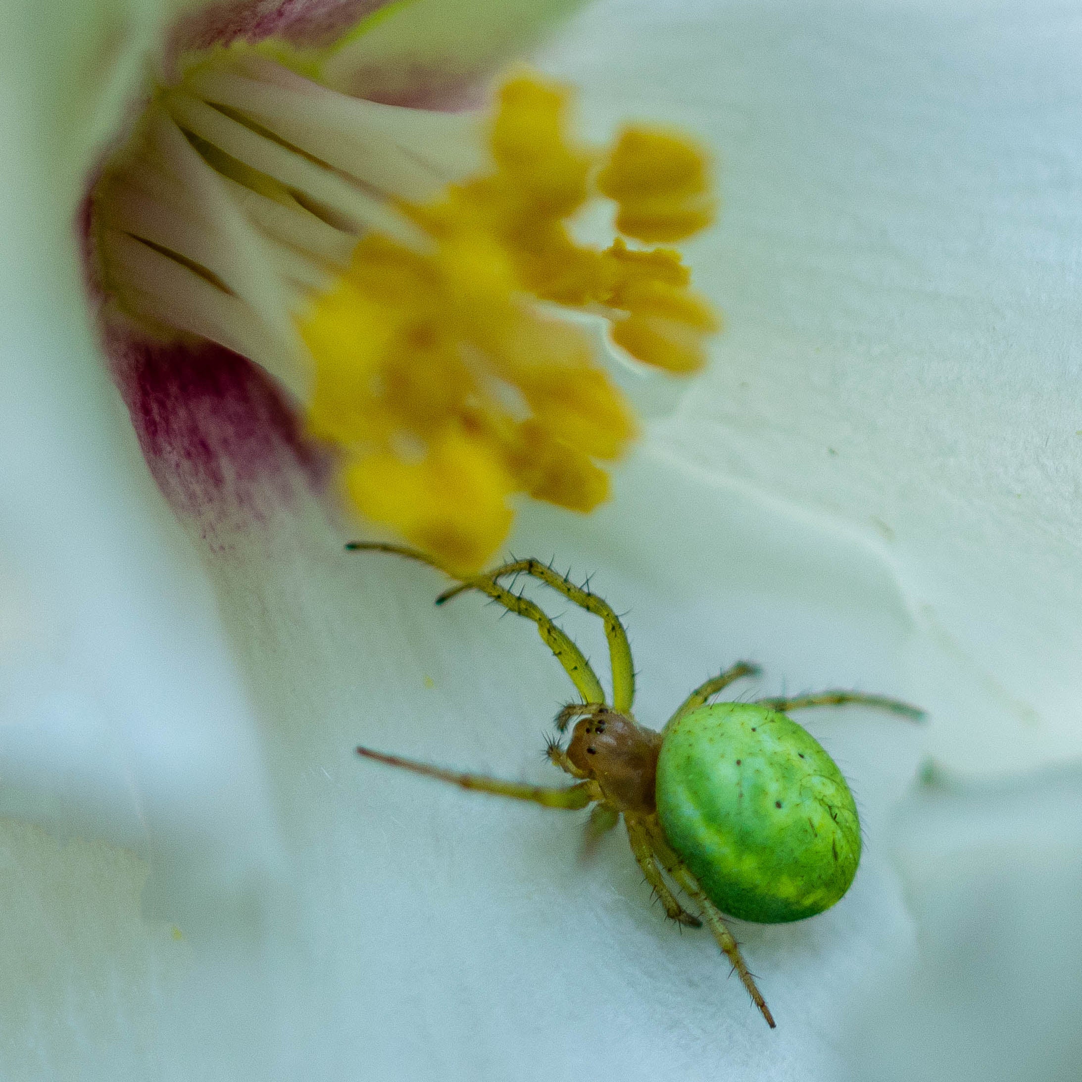 Scary creepy-crawlies Photographers capture spiders up close The Independent image