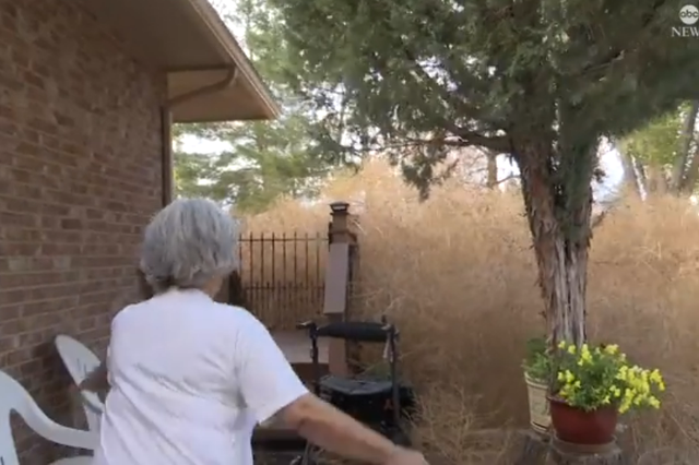 <p>Marlies Gross, a resident of Colorado Springs, says her home’s backyard has become overwhelmed with tumbleweeds since Sunday, following strong winds in the area over the weekend</p>