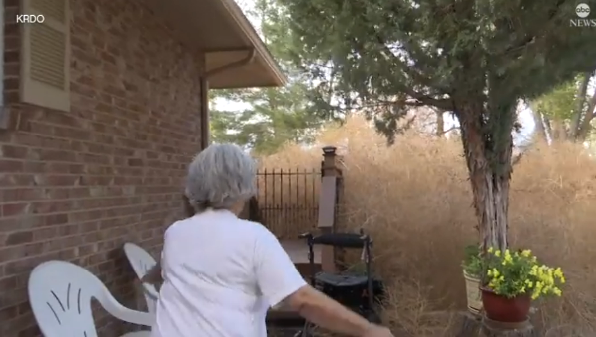 Tumbleweeds Are a Surprising Problem for the Planet—Here's Why - Brightly