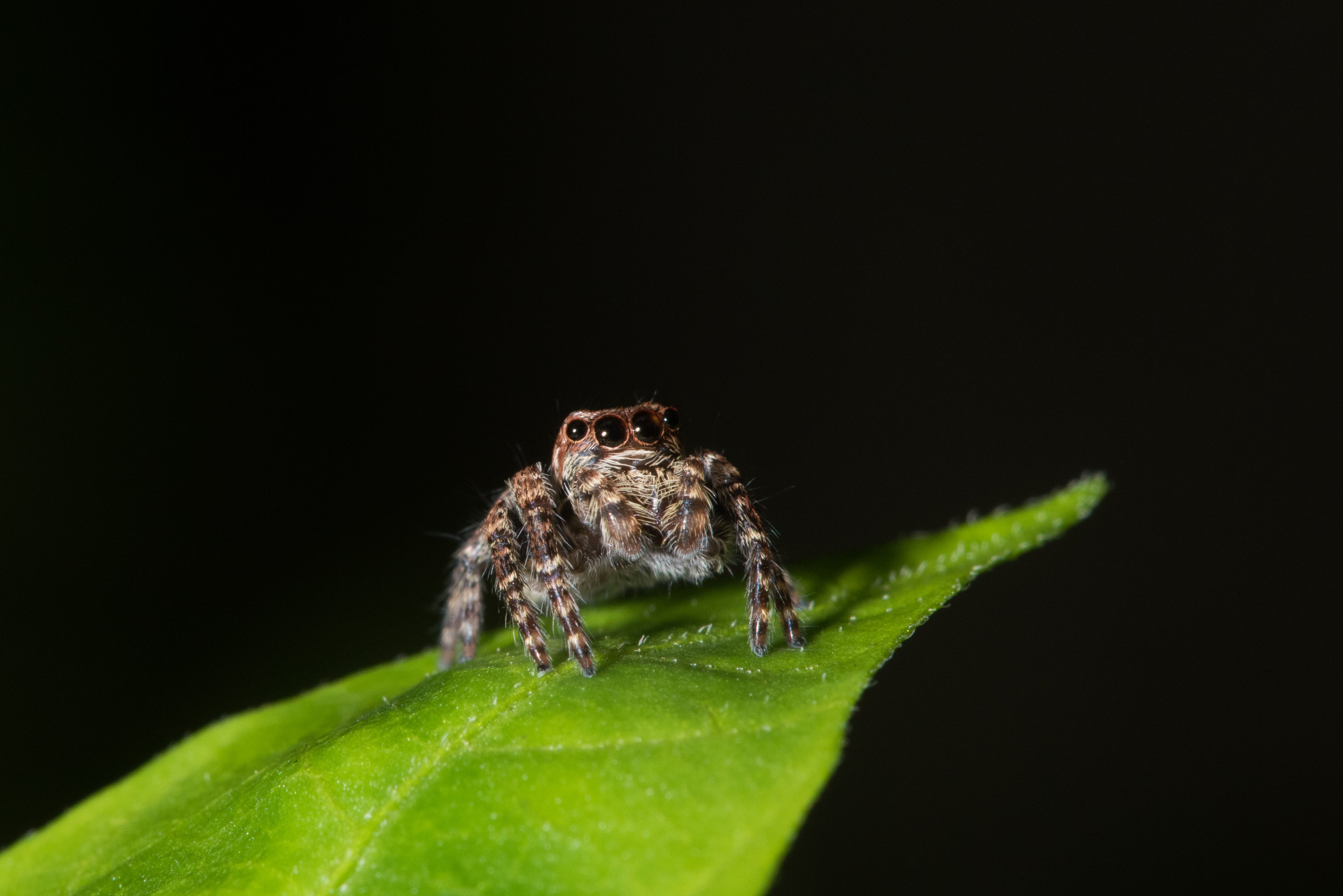 A jumping spider found in a photographer’s garden in Australia