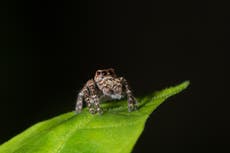 Scary creepy-crawlies: Photographers capture spiders up close and personal