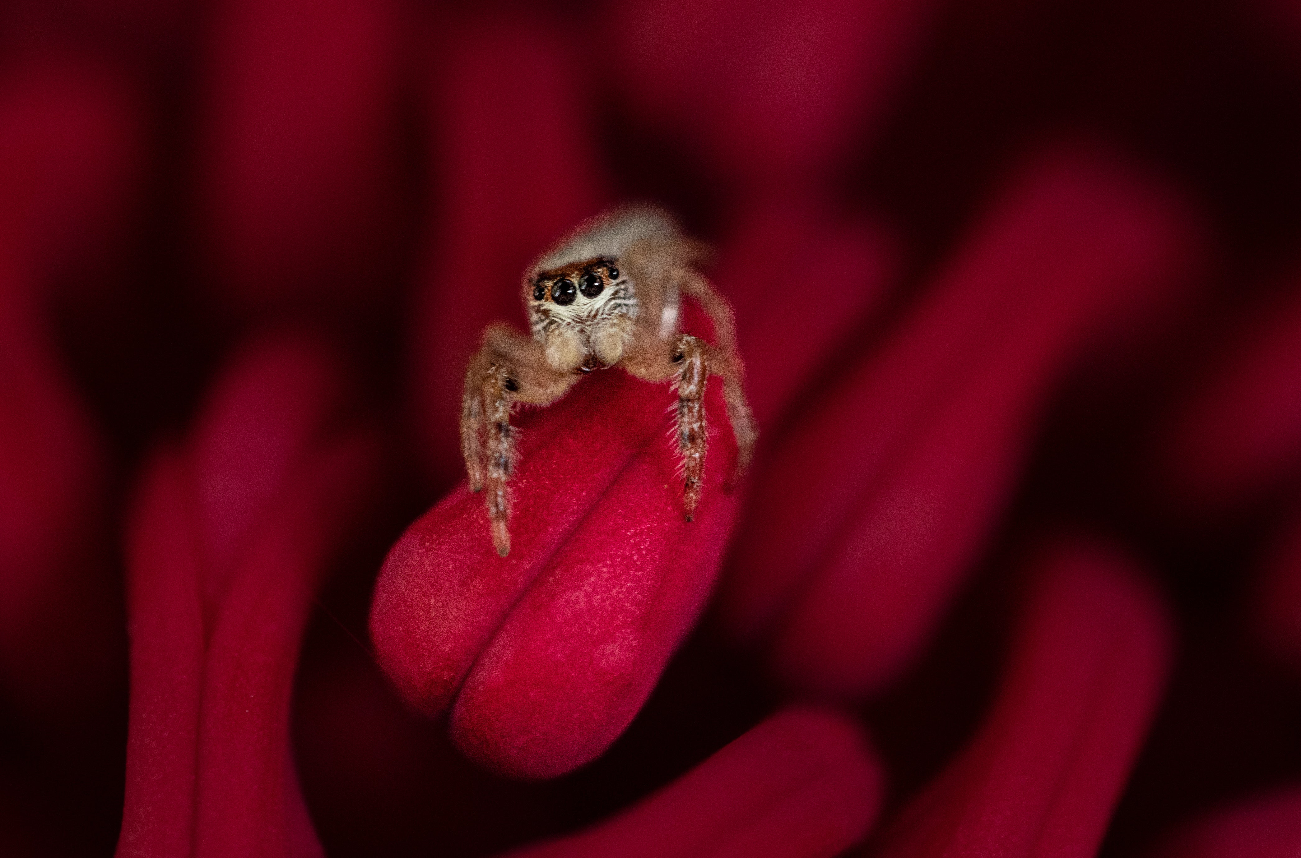 A jumping spider from Australia