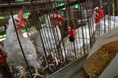 Battery hen and animal testing laws could be scrapped because of Brexit, warns RSPCA