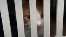 Cats rescued from Ukraine to be rehomed in DC