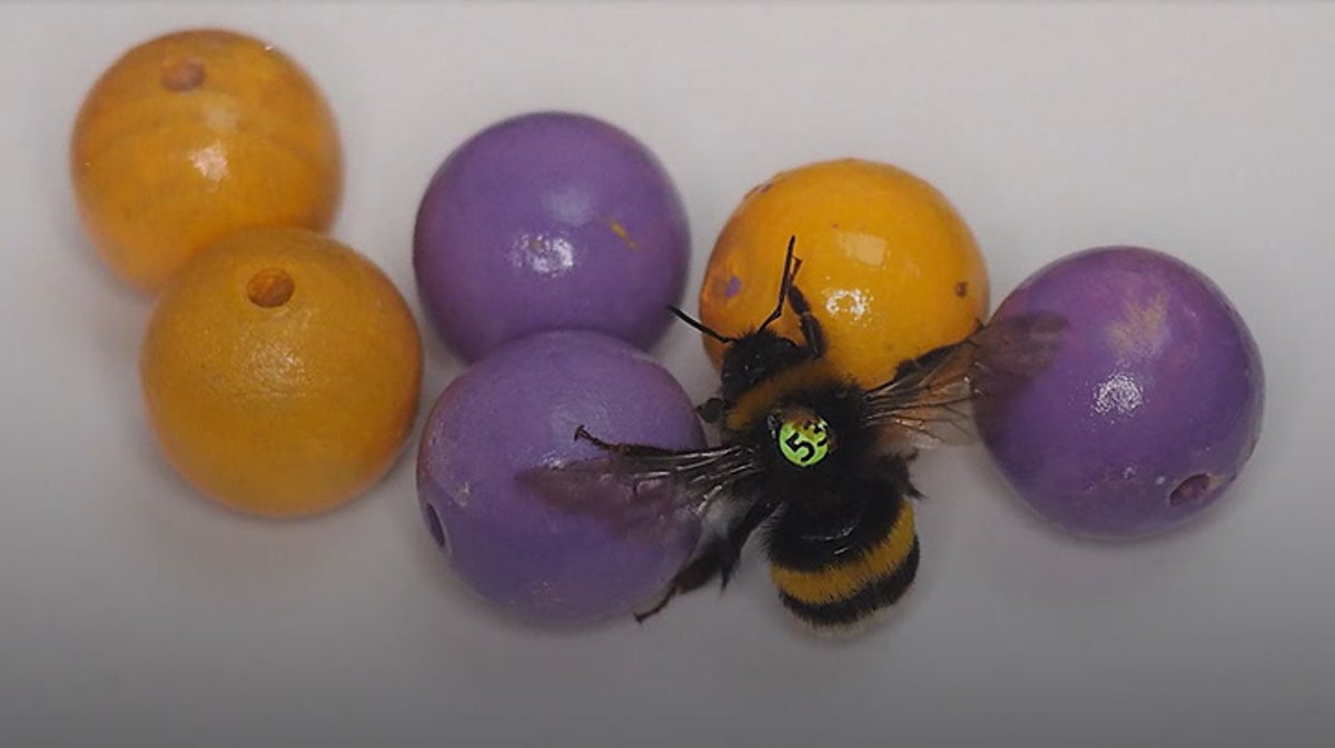 Bumble bees become first insects known to ‘play with balls’