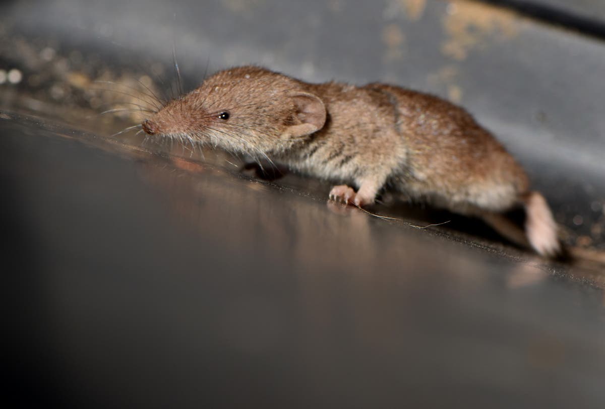 New mammal discovered in UK for first time in a century