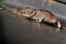 Greater white-toothed shrew becomes UK’s first new mammal species in a century