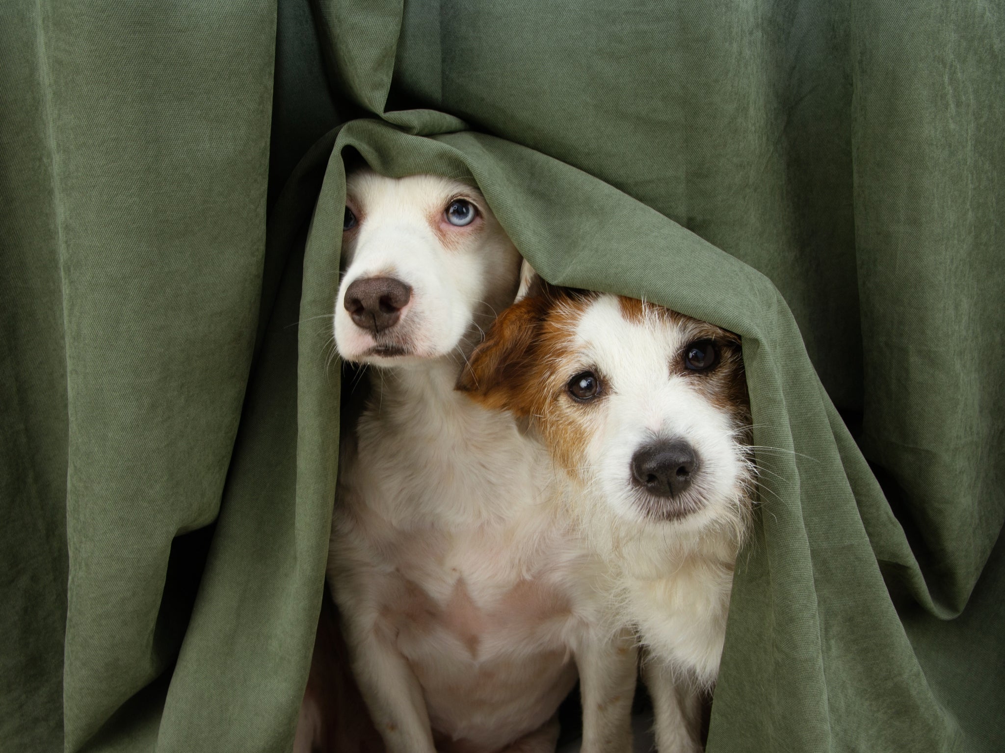 Building a den for your dog can create a safe space for them on Independence Day