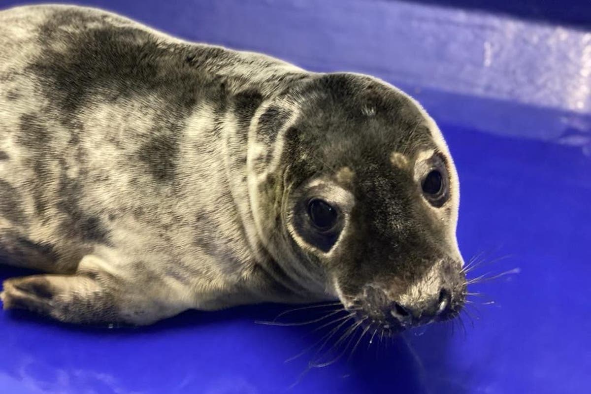 Injured seal pup found with heart drawn around him in the sand