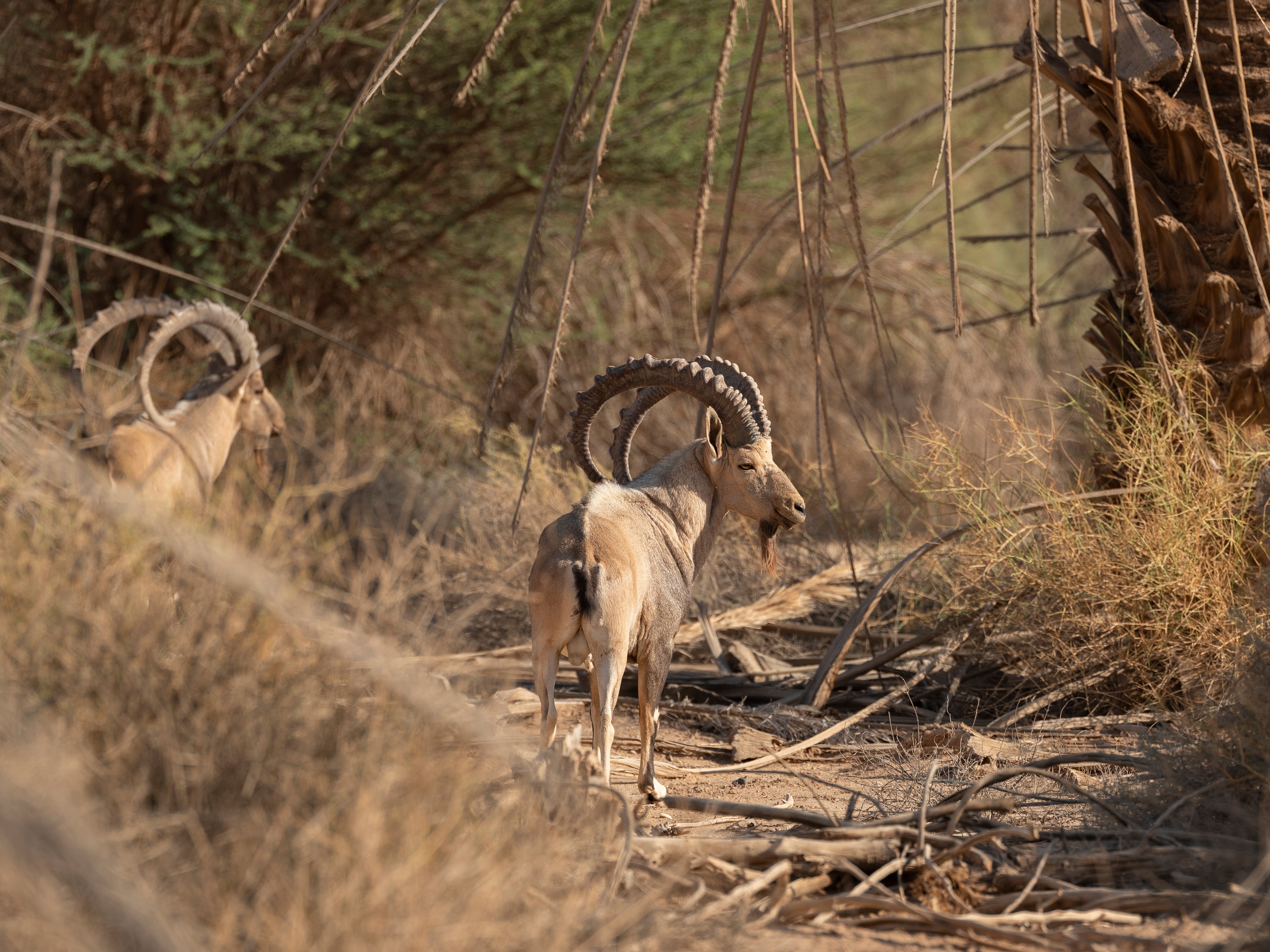 Nubian ibex are classified as extremely vulnerable with fewer than 10,000 mature individuals remaining