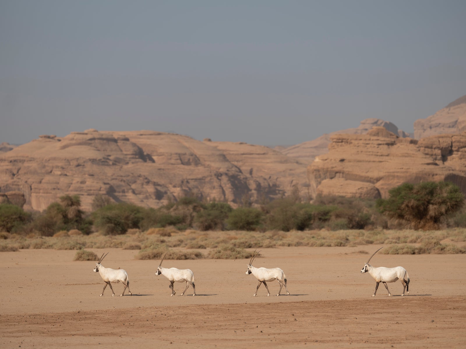 Arabian Oryx in the Sharaan Nature Reserve in AlUla, north-western Saudi Arabia