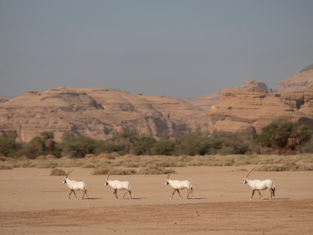 <p>Arabian Oryx in the Sharaan Nature Reserve in AlUla, north-western Saudi Arabia</p>