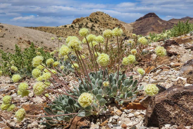 Rare Wildflower-Lithium Mine