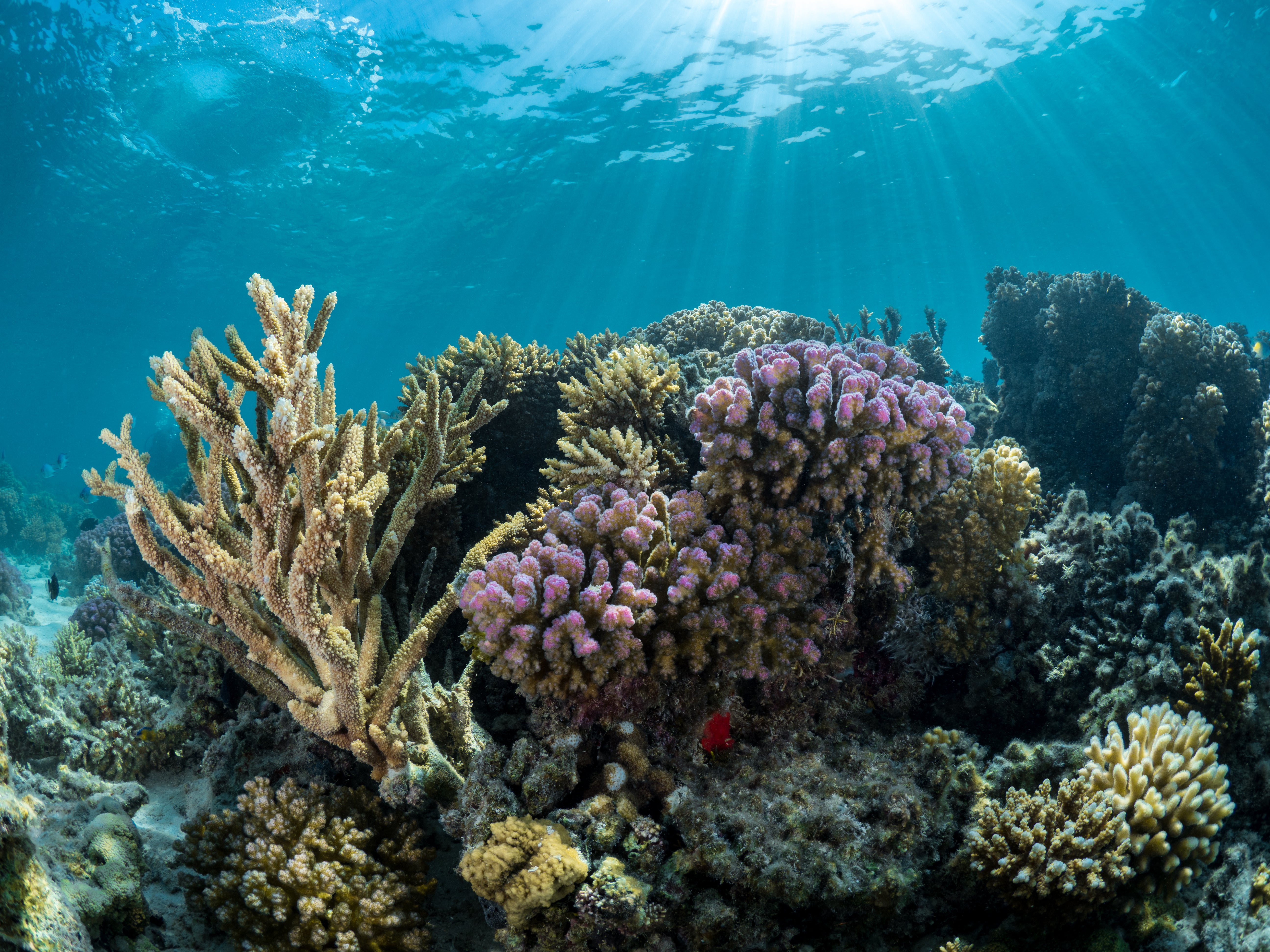 Red Sea corals: the meaning of pristine