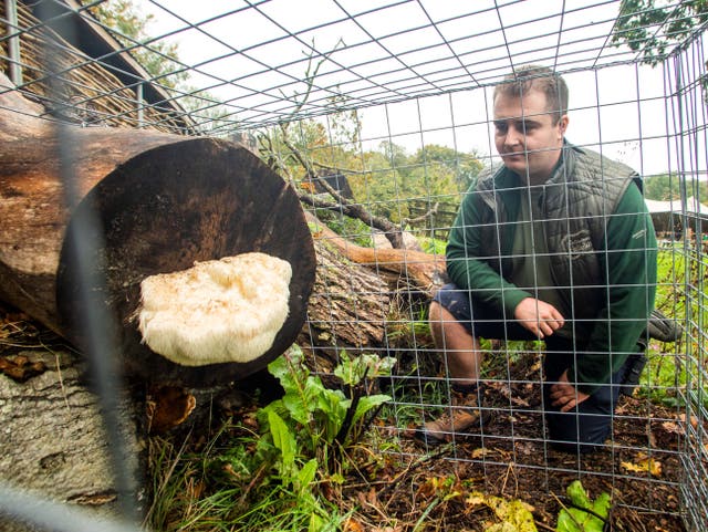 <p>Toby Davies with the bearded tooth fungi </p>