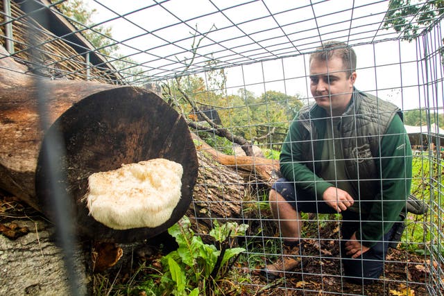 <p>Toby Davies with the bearded tooth fungi </p>