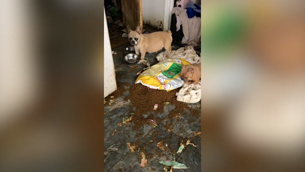 Dozens of starving dogs found living amongst faeces and decomposing puppies in ‘horrendous’ Welsh house